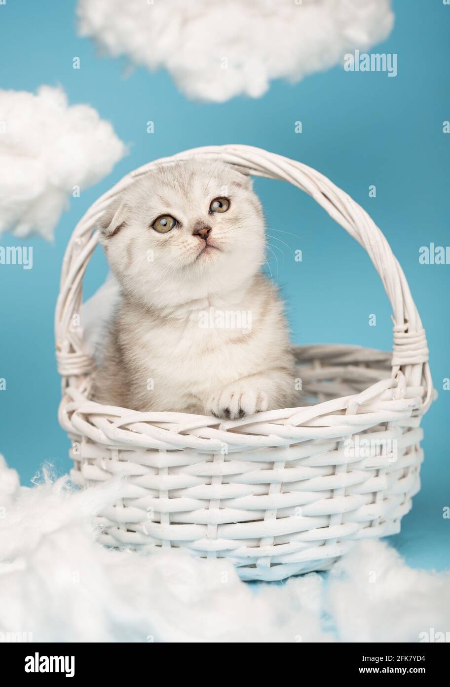 Cute little gray scottish kitten sits in a white wicker basket and raises his head up against a blue background among the clouds. Stock Photo