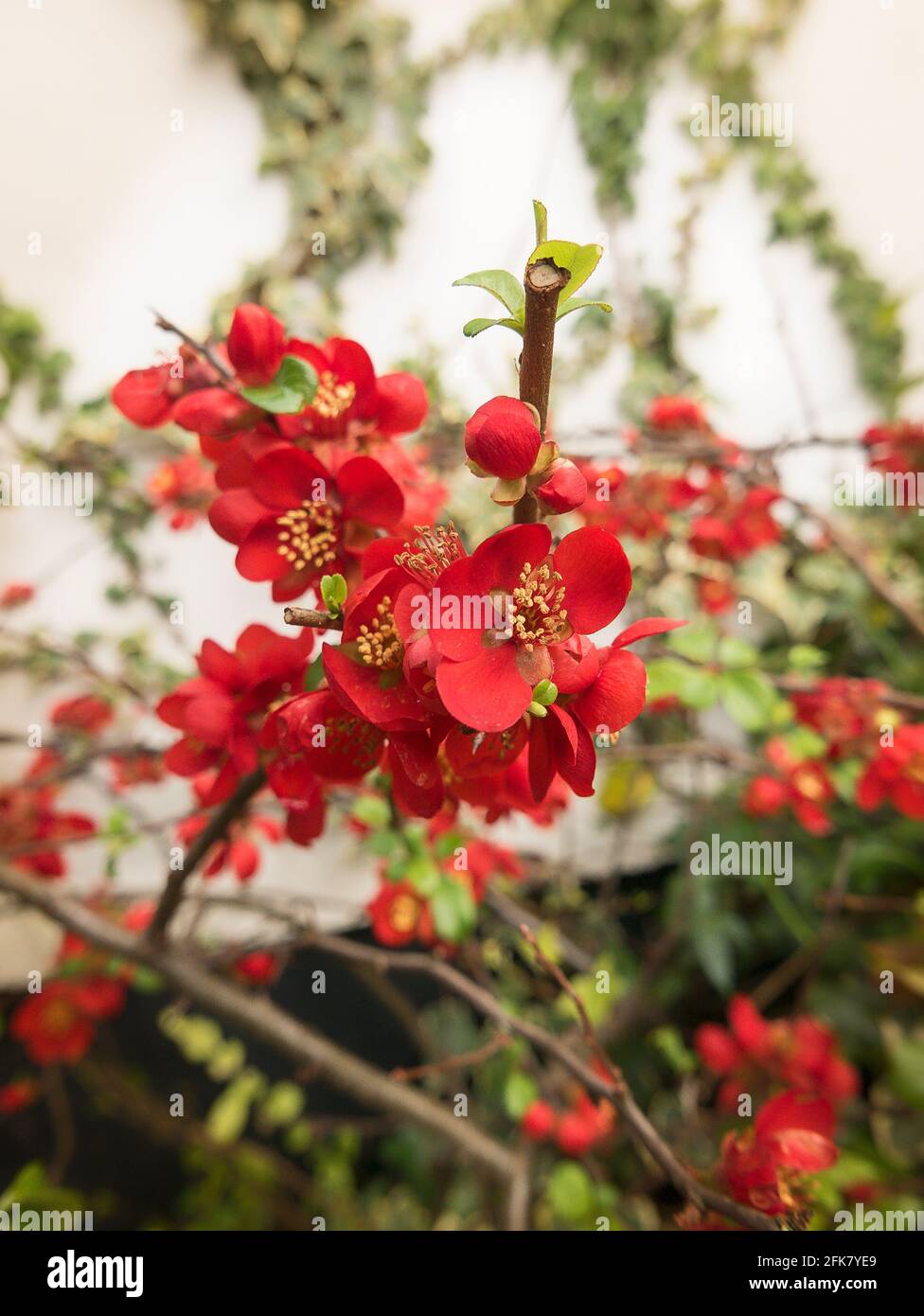 Vivid red blooms on an ornamental quince in an English garden Stock Photo
