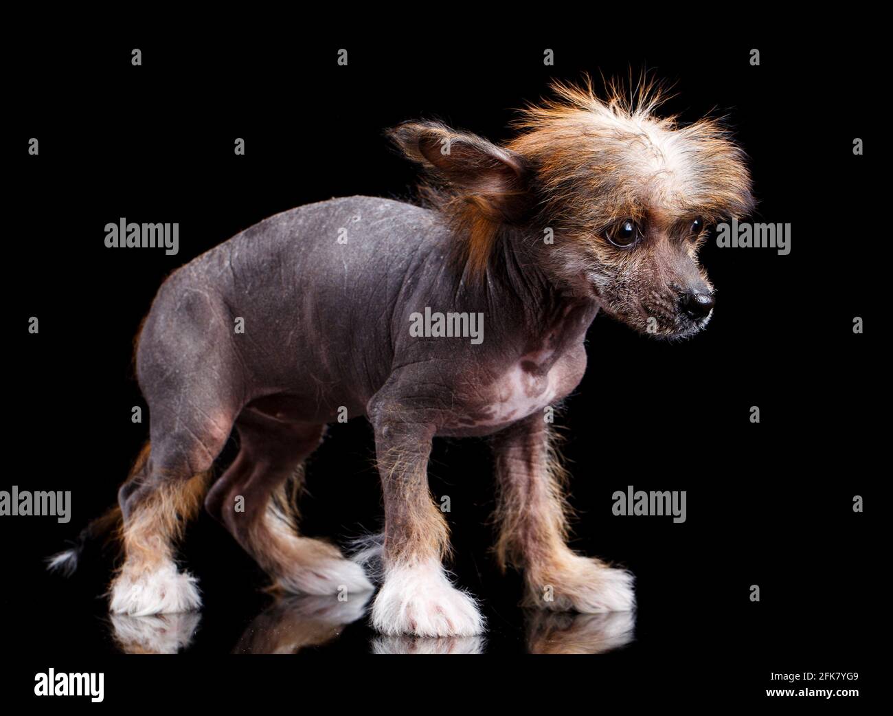 Chinese Crested dog on a black background in the studio. Close up. Stock Photo