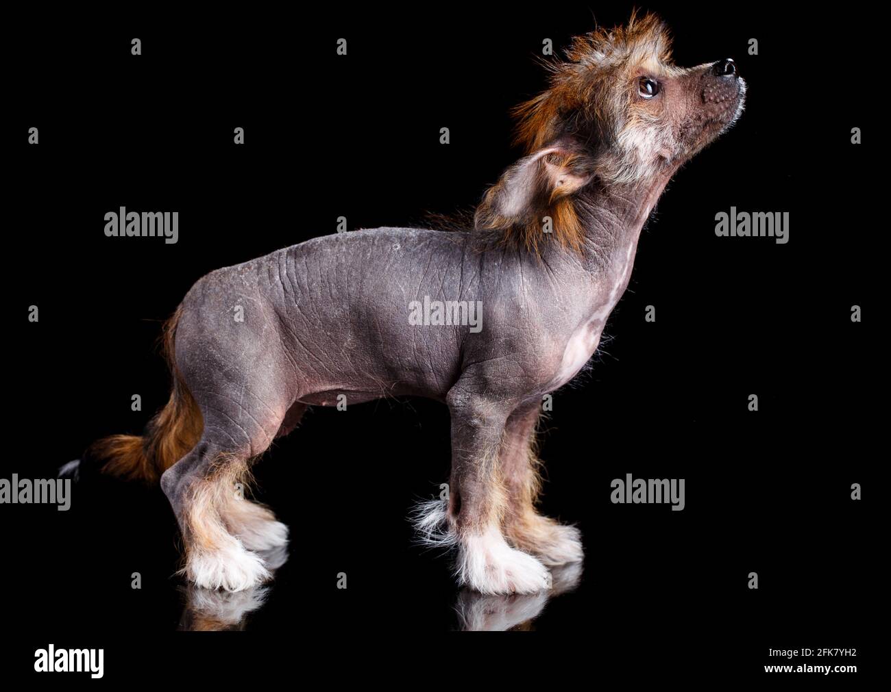 Little cute Chinese Crested puppy stands sideways to the camera and looks up at the black background. Stock Photo