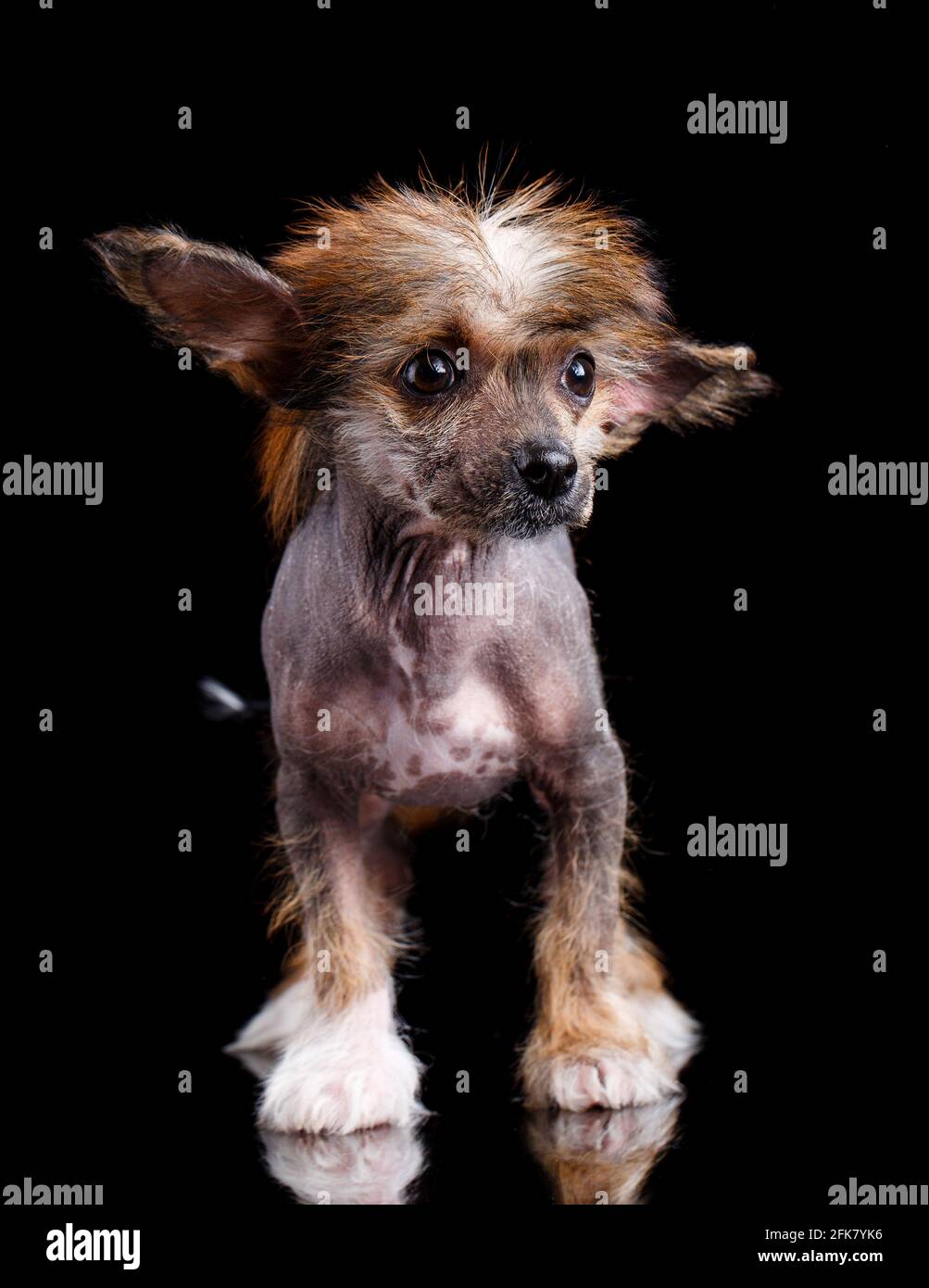 Portrait of a little Chinese Crested dog with black eyes. The dog stands directly at the camera and looks a little sideways. Close up. Stock Photo