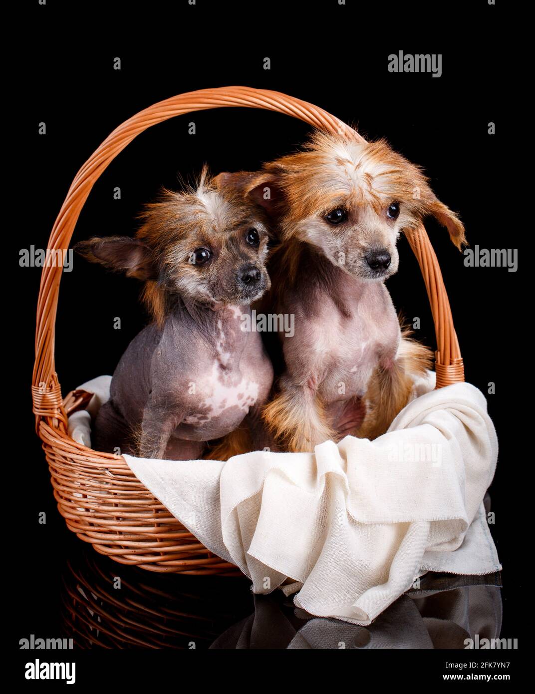 Two Chinese crested dogs sitting quietly in a wicker basket on a black background. Studio shooting. Stock Photo