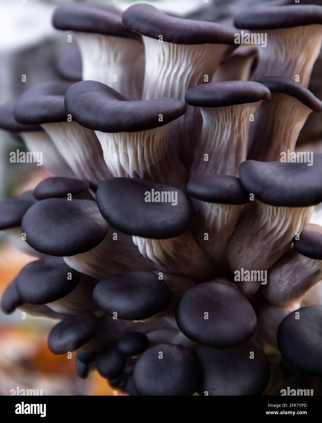 Oyster mushroom cultivation food background Stock Photo