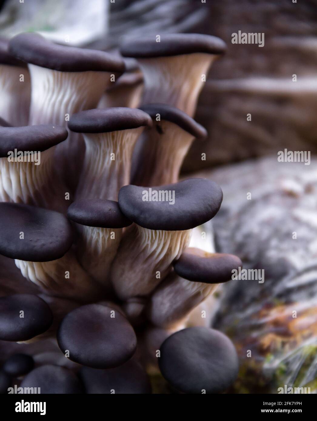 Oyster mushroom cultivation food background Stock Photo