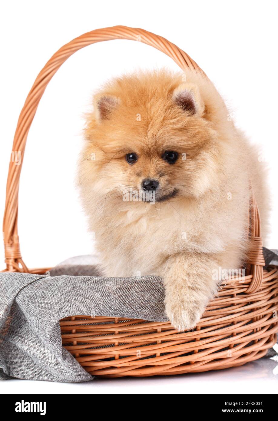 Cute Pomeranian Spitz puppy in wicker basket sits in front of white background. Pets. Stock Photo