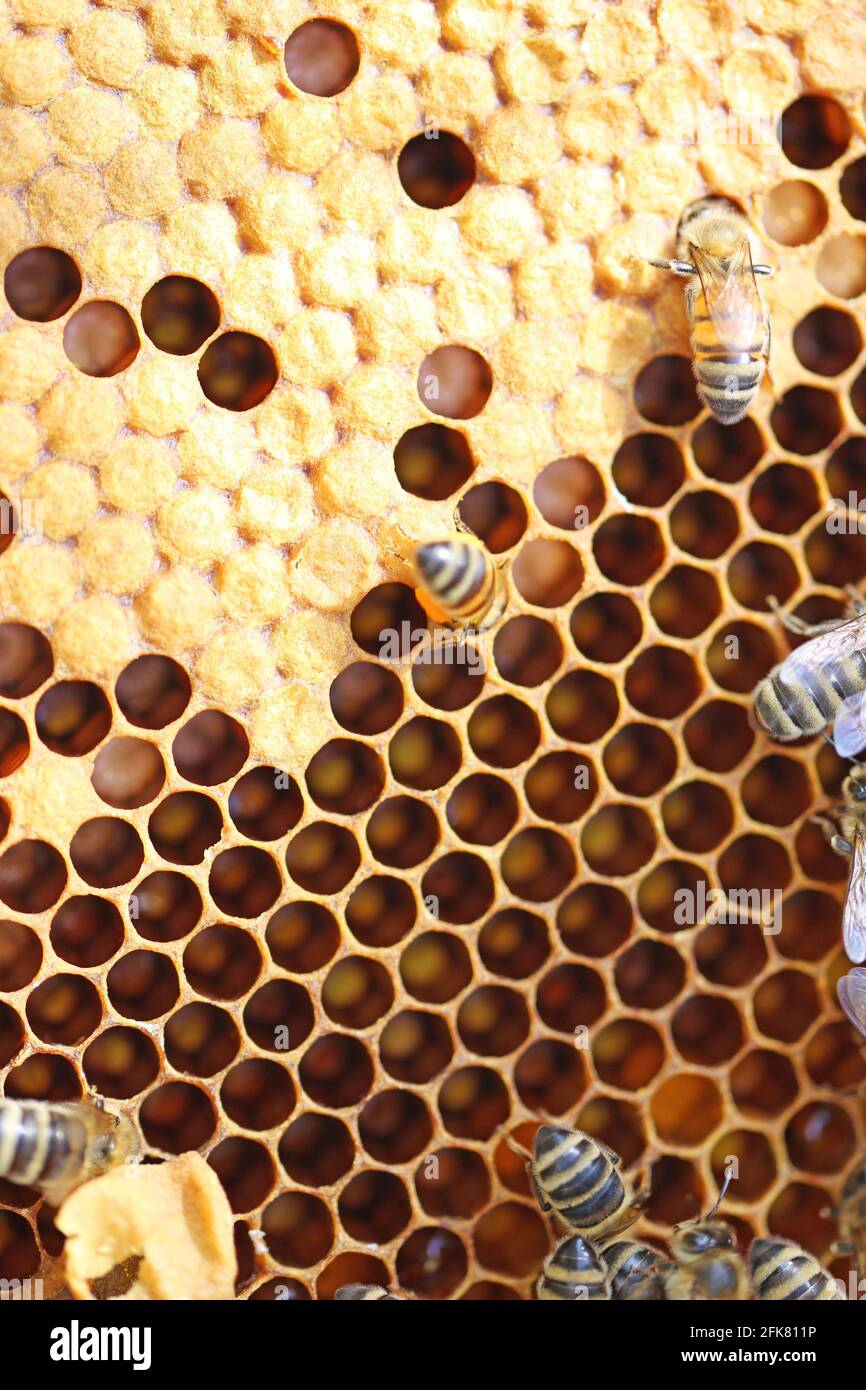 Macro close up bees hi-res stock photography and images - Alamy