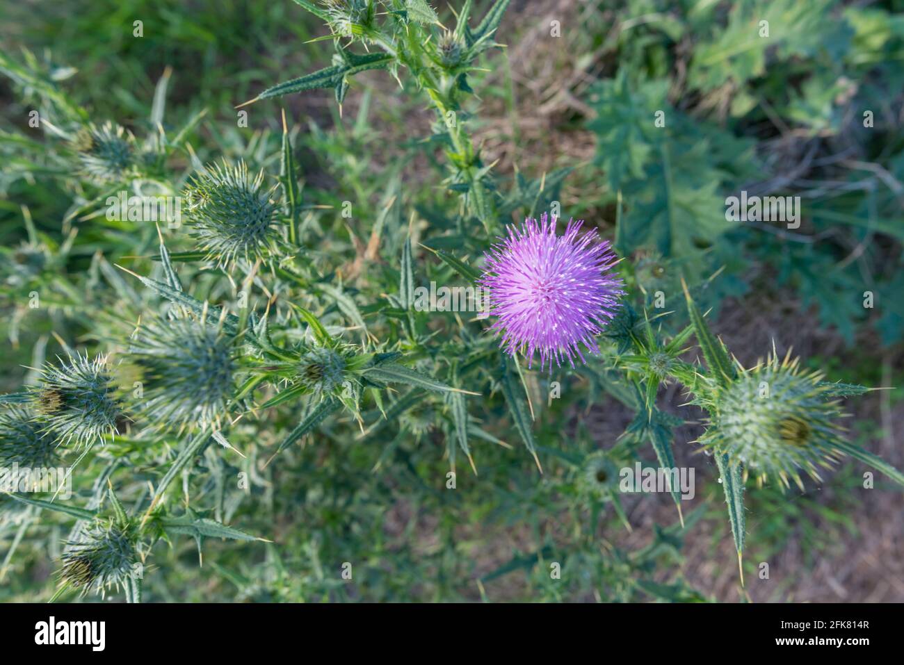 Scotch thistle (Onopordum acanthium) is an annual or biennial plant and a major weed in NSW, Australia in pastures receiving mostly winter rain Stock Photo