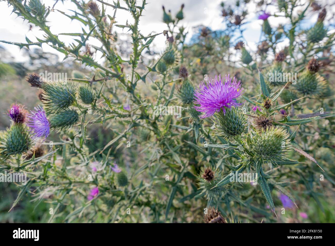 Scotch thistle (Onopordum acanthium) is an annual or biennial plant and a major weed in NSW, Australia in pastures receiving mostly winter rain Stock Photo