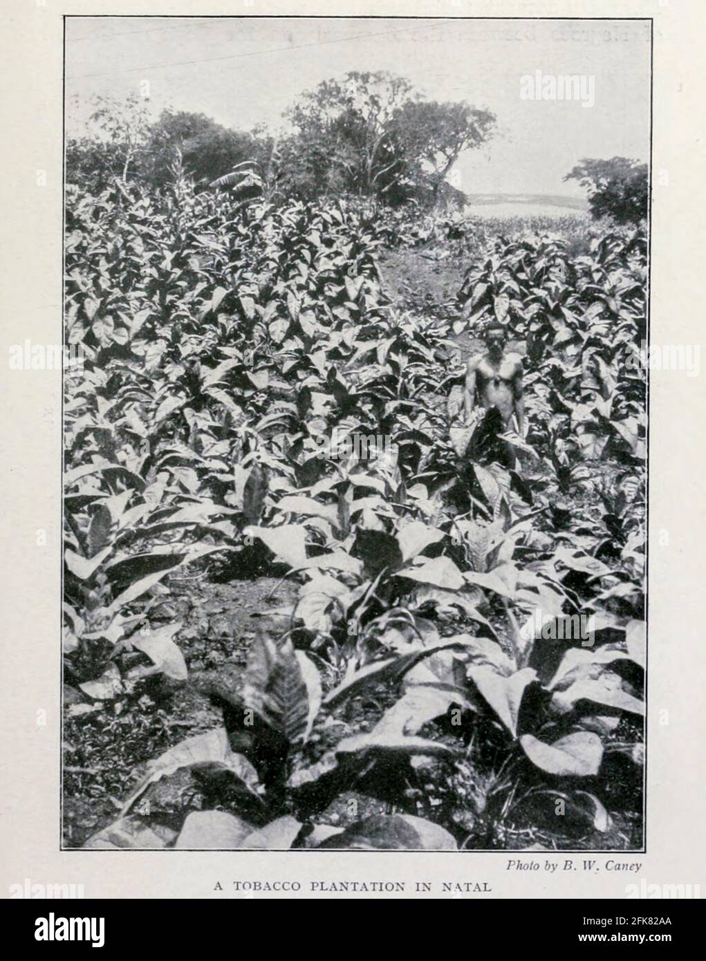 when did smoking tobacco become popular What everyone gets wrong about the history of cigarettes