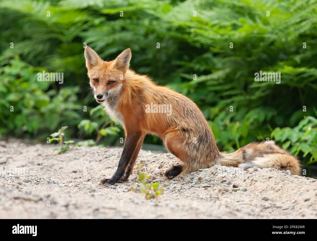 Red fox Vulpes vulpes vixen in Algonquin Park, Canada Stock Photo - Alamy