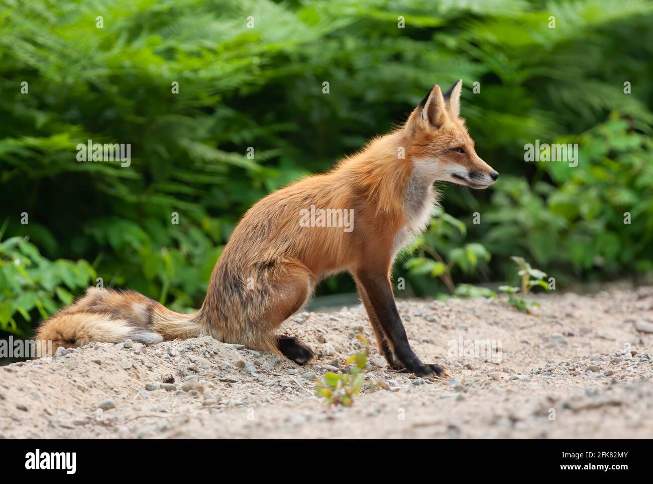 Red fox Vulpes vulpes vixen in Algonquin Park, Canada Stock Photo - Alamy