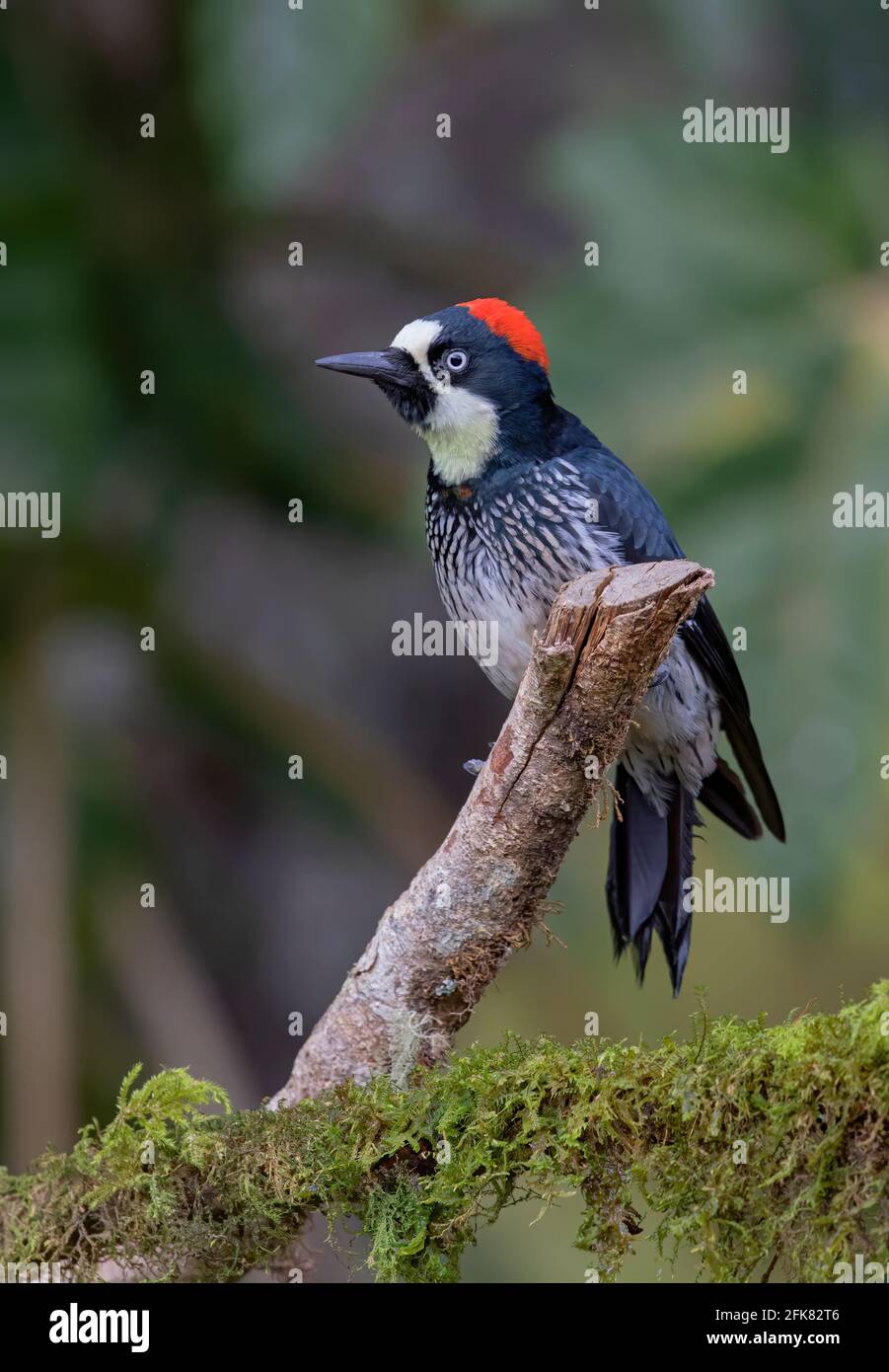 Acorn woodpecker (Melanerpes formicivorus) perched on a branch in the jungles of Costa Rica. Stock Photo