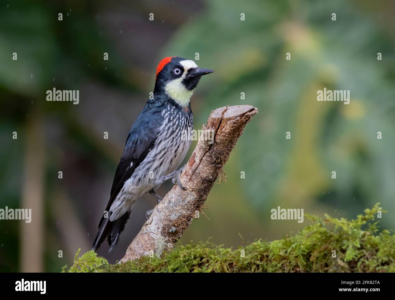 Acorn woodpecker (Melanerpes formicivorus) perched on a branch in the jungles of Costa Rica. Stock Photo