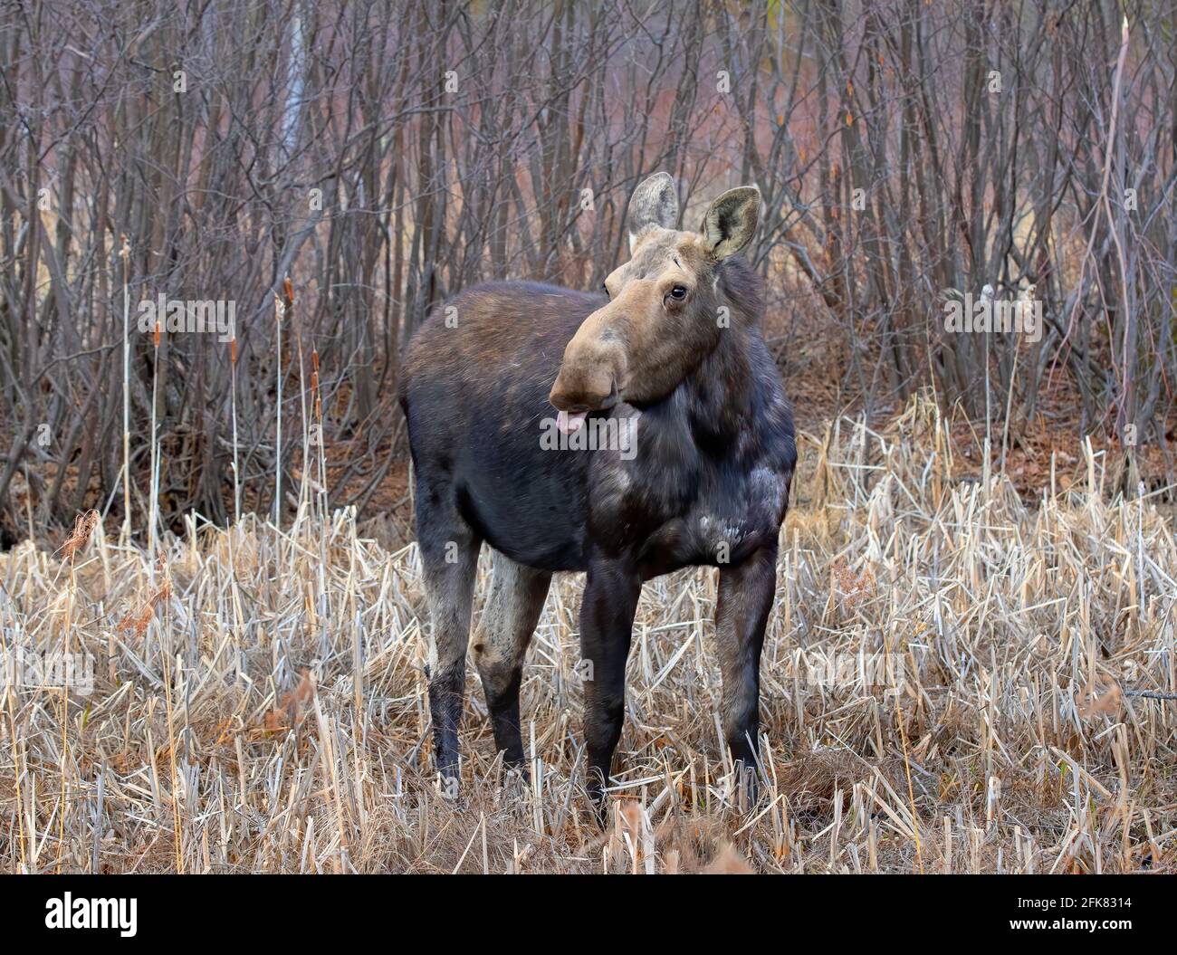 A cow moose (Alces alces) with her tongue sticking out strolling through a field in springtime in Algonquin Park Stock Photo