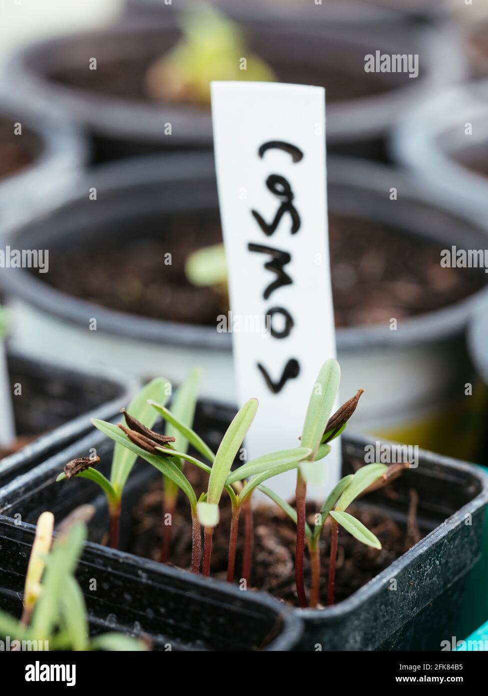 Cosmos seedlings in nursery pots Stock Photo Alamy