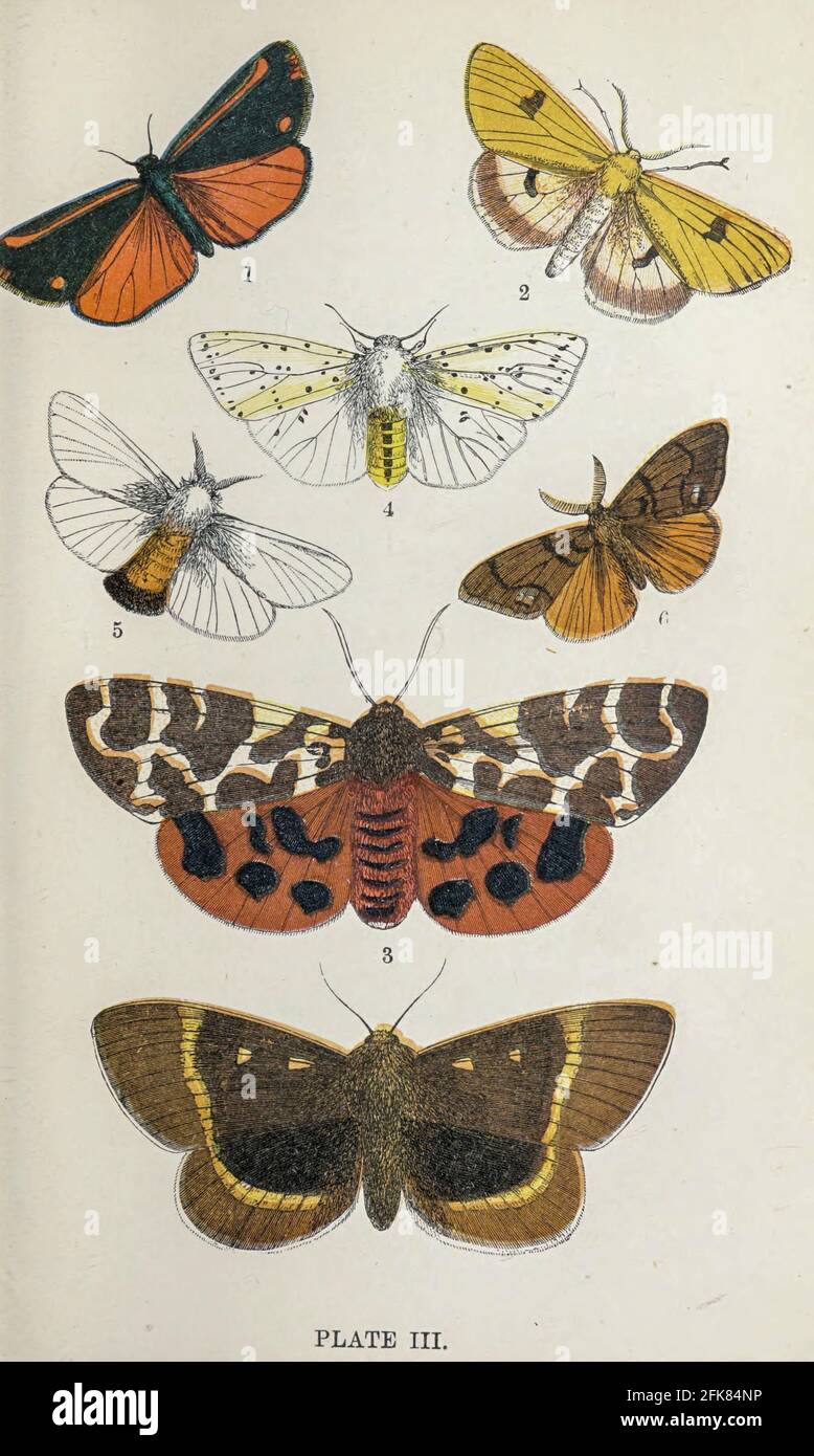 Plate III 1. Cinnabar Moth. 2. Clouded Buff. 3. Tiger Moth. 4. Large Ermine. 5. Brown-tailed Moth. 6. Vapourer. 7. Oak Eggar. from the book ' The common moths of England ' by Wood, J. G. (John George), 1827-1889 Publication date 1878 in London : by G. Routledge and Sons Stock Photo