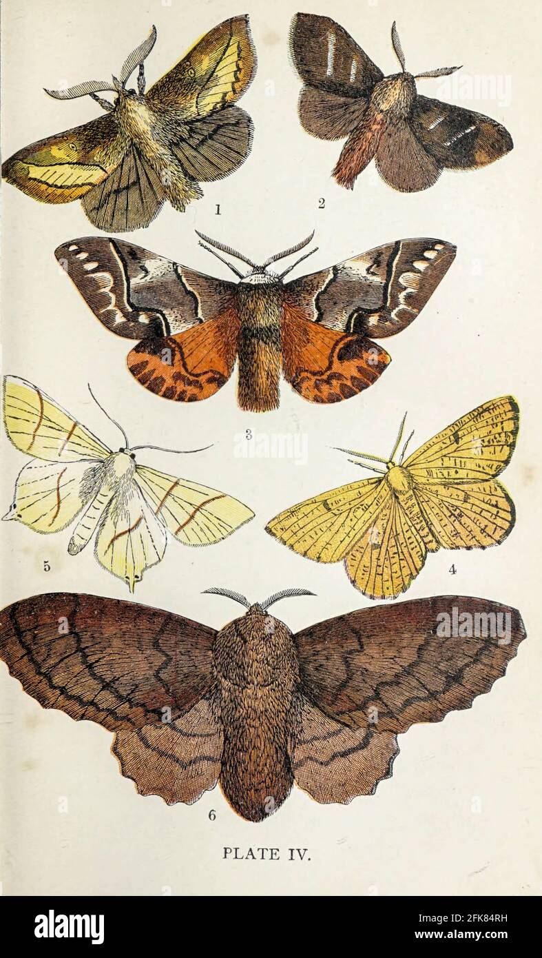 Plate IV 1. Drinker. 2. Fox Moth. 3. Kentish Glory. 4. Orange Moth. 5. Swallow-tailed Moth. 6. Lappet Moth. from the book ' The common moths of England ' by Wood, J. G. (John George), 1827-1889 Publication date 1878 in London : by G. Routledge and Sons Stock Photo