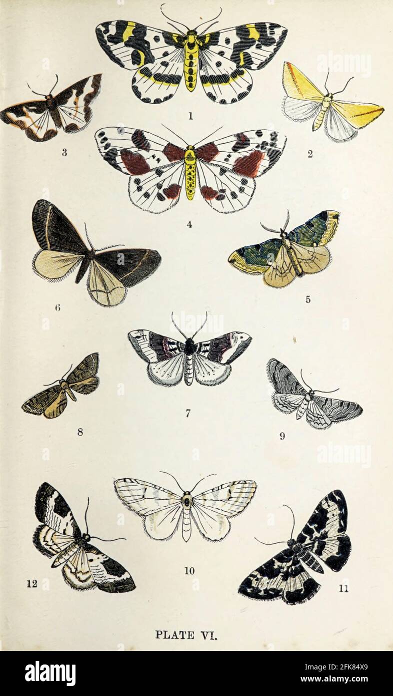 Plate VI 1. Magpie, or Currant Moth. 2. Vestal. 3. Clouded Border. 4. Clouded Magpie. 5. Green Carpet. 6. Winter Moth. 7. Purple Bar. 8. Small Brindled Pug. 9. Grey Pug. 10. Early Tooth-Stripe. 11. Argent and Sable. 12. Chalk Carpet. from the book ' The common moths of England ' by Wood, J. G. (John George), 1827-1889 Publication date 1878 in London : by G. Routledge and Sons Stock Photo