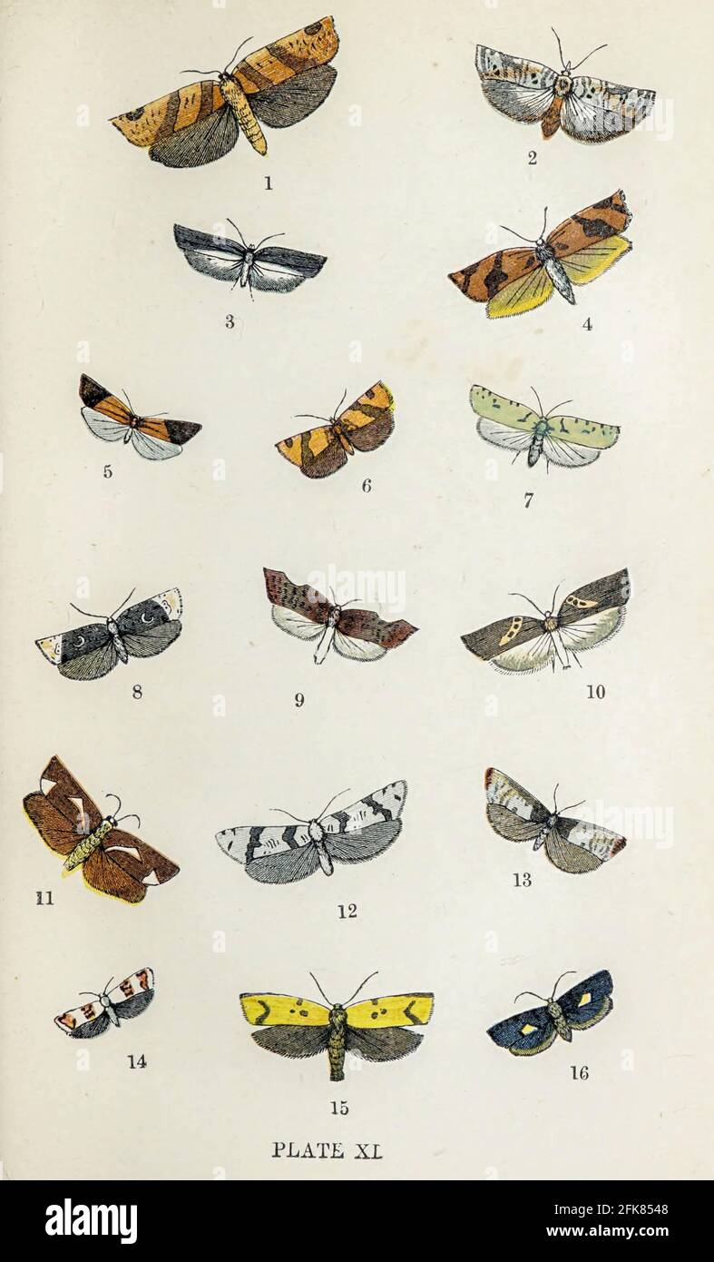 Plate XI 1. Hazel Tortrix. 2. Large. Marbled Tortrix. 3. Button Tortrix. 4. Clouded Tortrix. 5. Peronea variegana. G. Grotian Tortrix. 7. Lettered Tortrix. 8. Penthina cynosbana. 9. Notchwing. 10. Peronea hastiana. 11. Ephippiphora faeneana. 12. Nettle Tortrix. 13. Brown-Cloak. 14. Eupaescilia hybridellana. 15. Xanthosetia hamana. 16. Stigmonota regiana. from the book ' The common moths of England ' by Wood, J. G. (John George), 1827-1889 Publication date 1878 in London : by G. Routledge and Sons Stock Photo