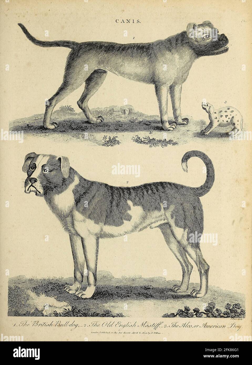 Canis Dog Breeds British Bulldog (Top) Old English Mastiff (Bottom) The Alco or American Dog (Right) Copperplate engraving From the Encyclopaedia Londinensis or, Universal dictionary of arts, sciences, and literature; Volume III;  Edited by Wilkes, John. Published in London in 1810 Stock Photo