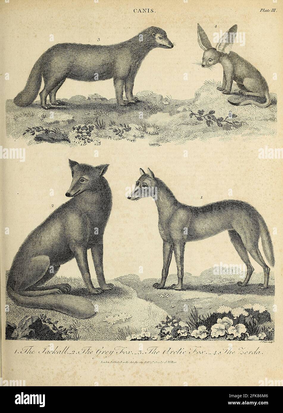 Jackal, Grey Fox [gray fox (Urocyon cinereoargenteus)] , Arctic Fox