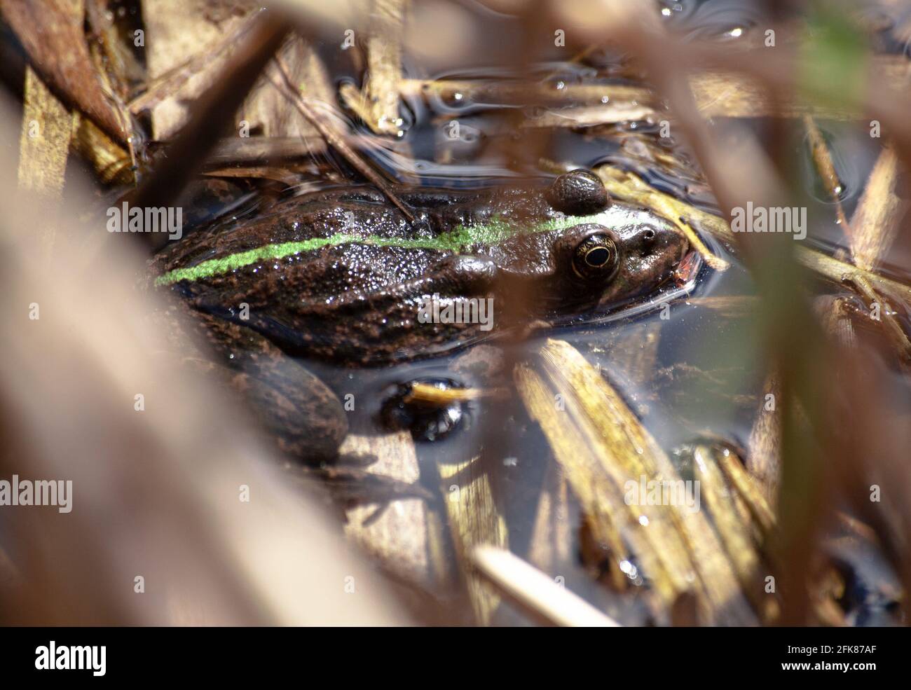 Close up of a Common Frog, Rana temporaria, in pond. Green toad in the reeds. Frog on swamp Stock Photo