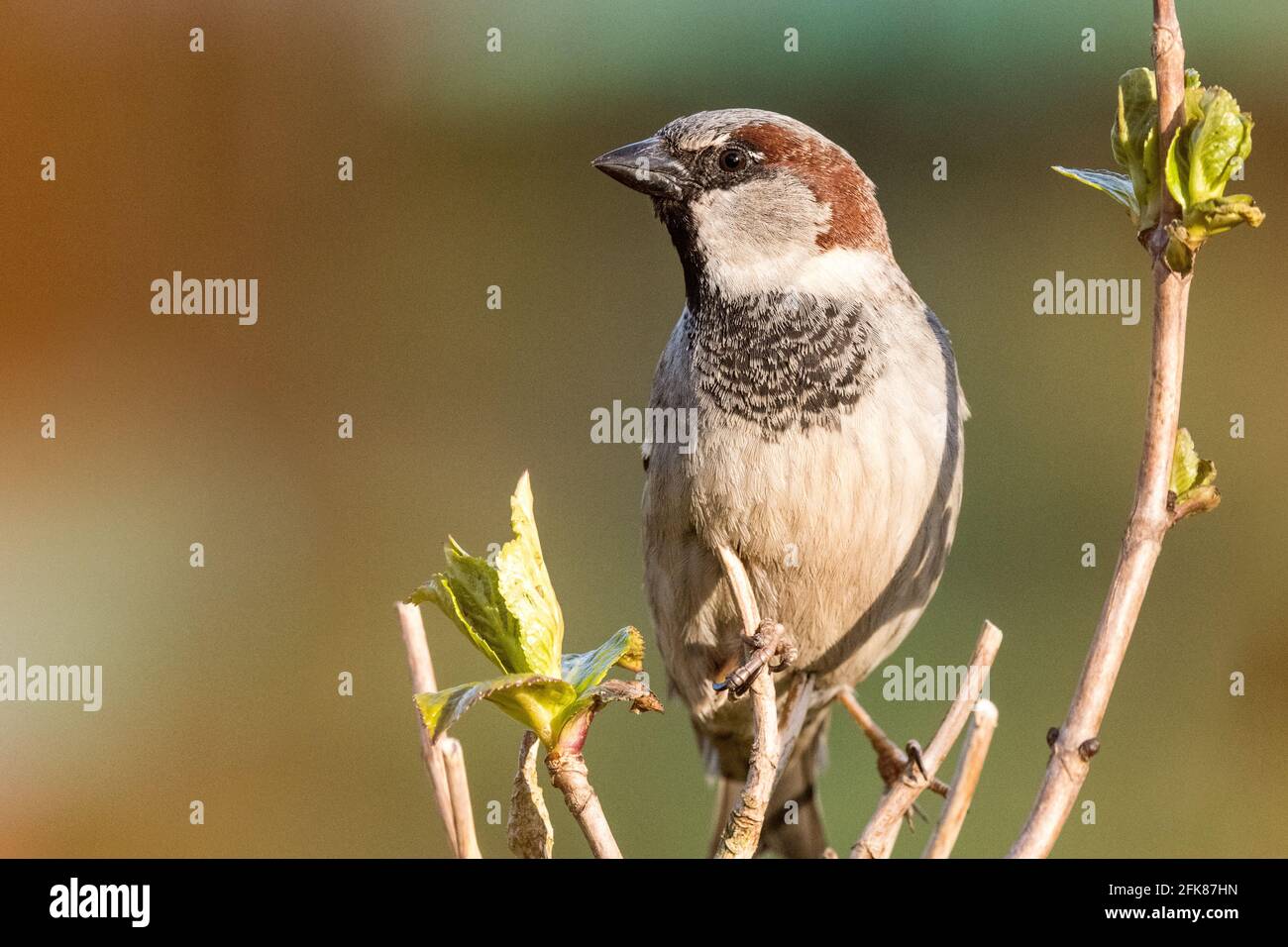 Male house sparrow sitting on a branch Stock Photo
