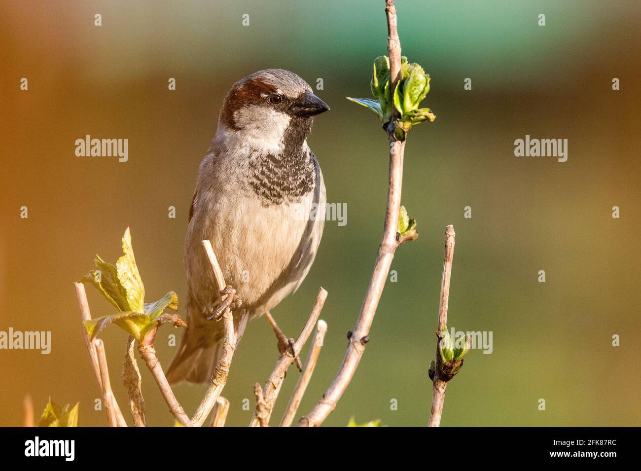 Male house sparrow sitting on a branch Stock Photo