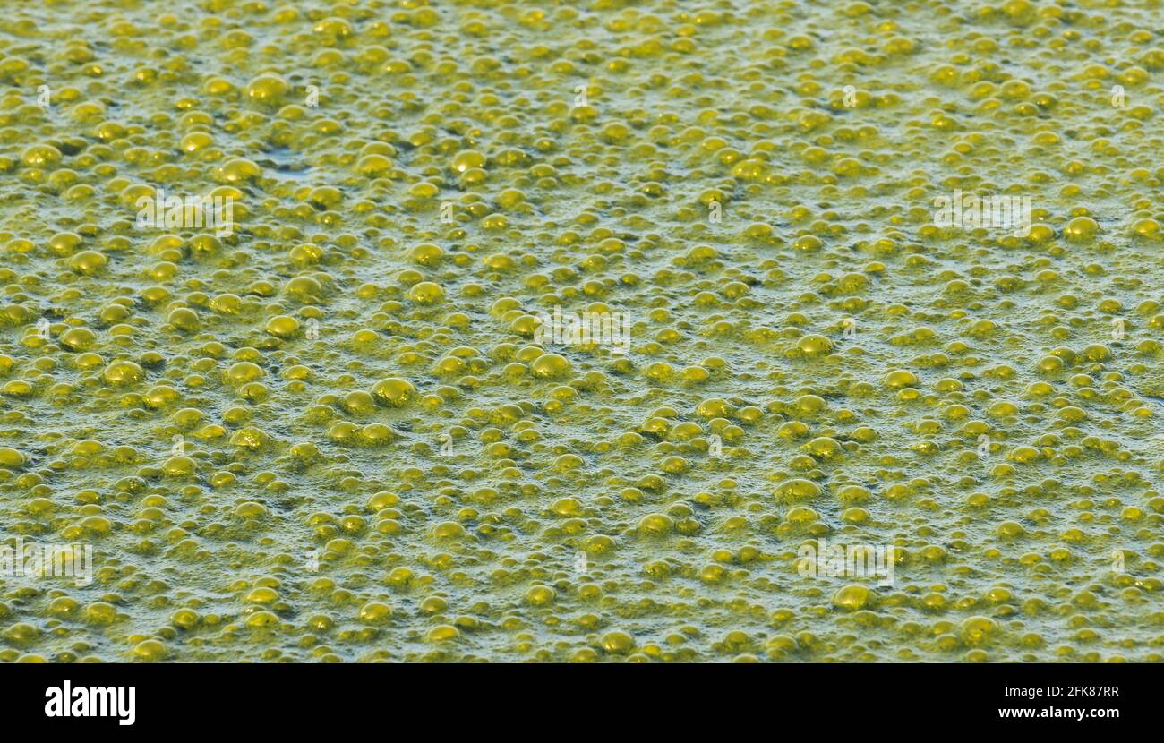 green nasty bubbles on the water surface Stock Photo