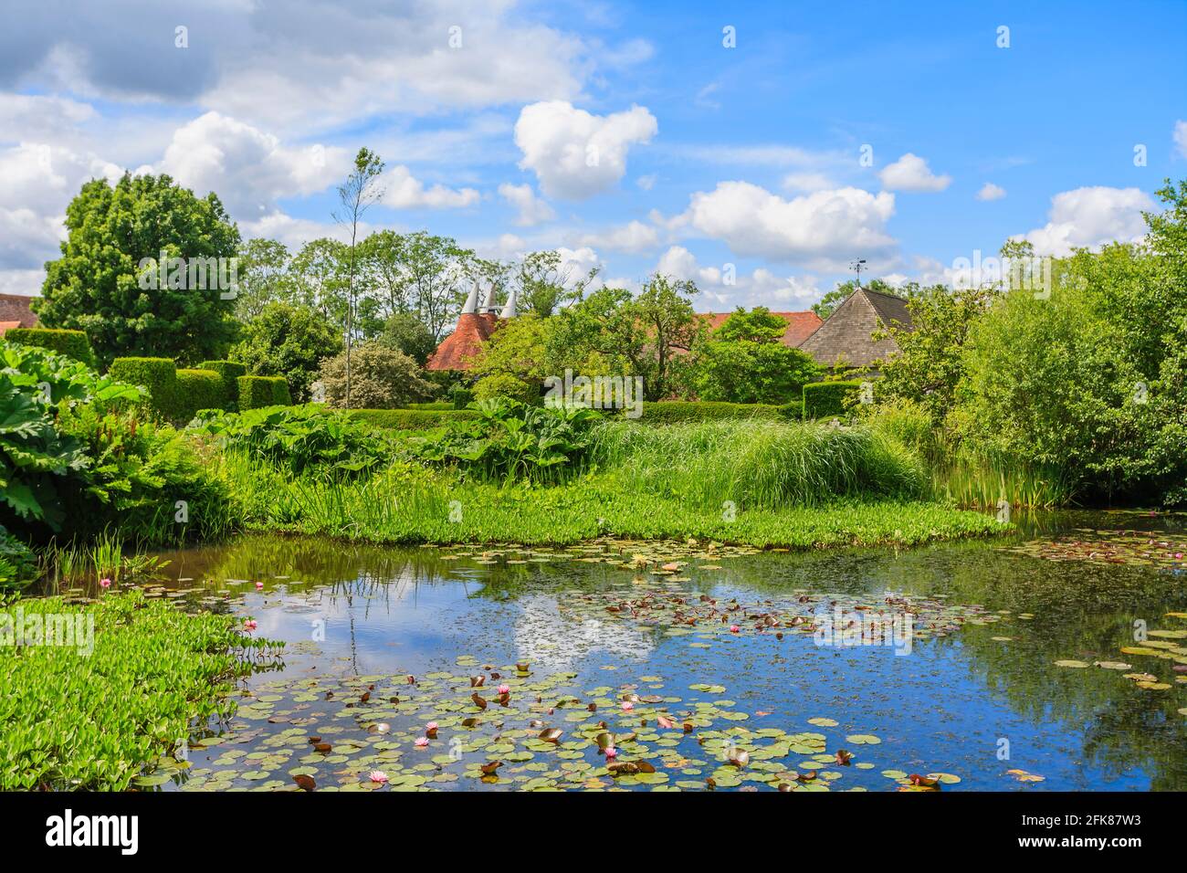 The Horse Pond with pink and red waterlilies and Gunnera tinctoria at Great Dixter, Northiam, East Sussex, home of famous gardener Christopher Lloyd Stock Photo