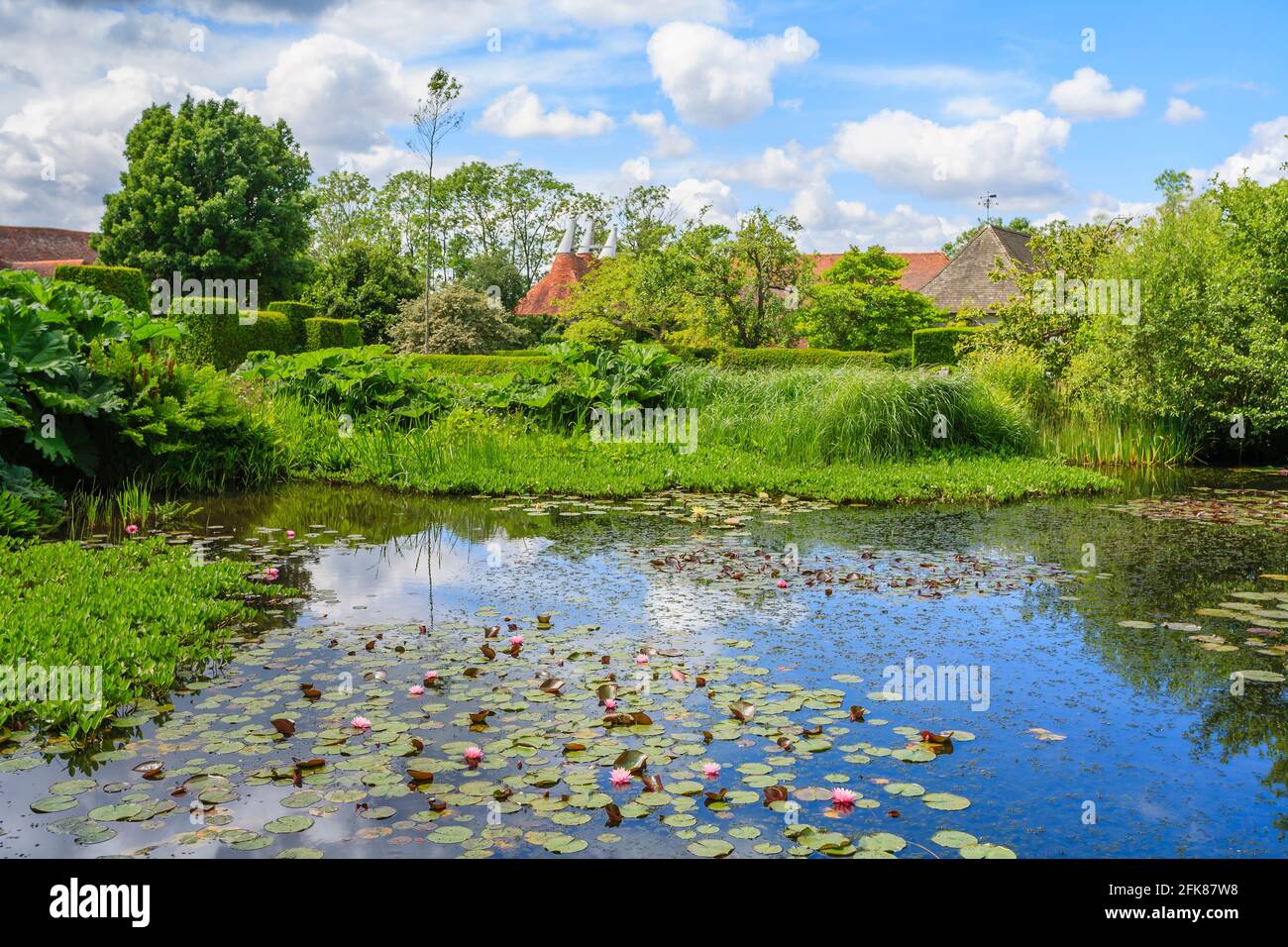 The Horse Pond with pink and red waterlilies and Gunnera tinctoria at Great Dixter, Northiam, East Sussex, home of famous gardener Christopher Lloyd Stock Photo