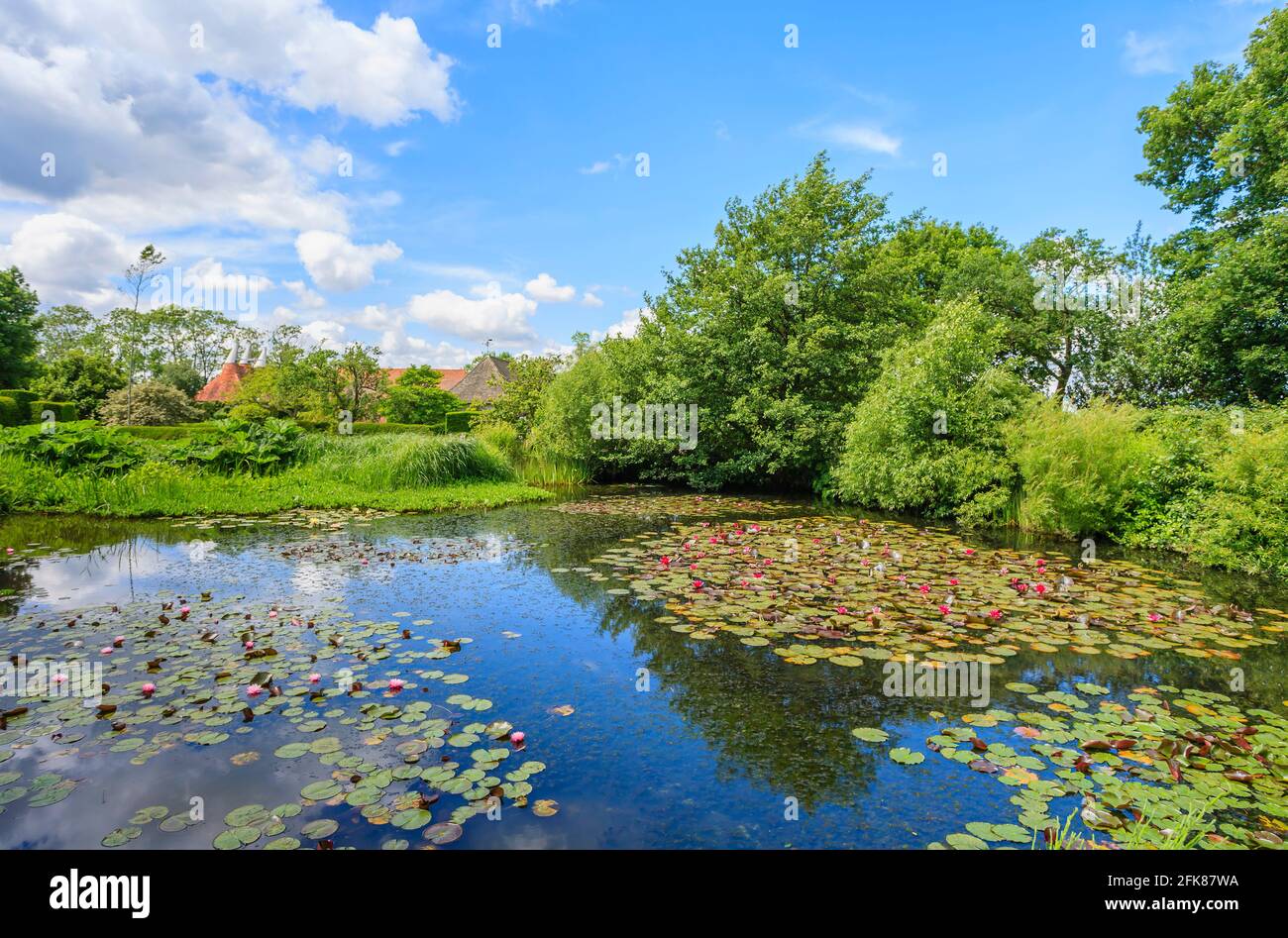 The Horse Pond with pink and red waterlilies and Gunnera tinctoria at Great Dixter, Northiam, East Sussex, home of famous gardener Christopher Lloyd Stock Photo