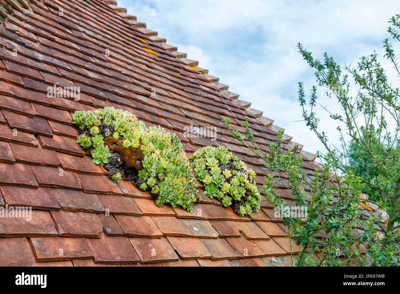 Sempervivum (houseleeks) growing on a tiled rood at Great Dixter, Northiam, East Sussex, architect Edwin Lutyens, home of gardener Christopher Lloyd Stock Photo