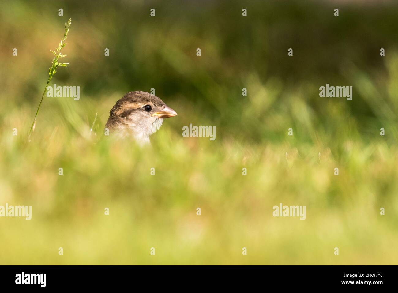Female house sparrow sits in green gras Stock Photo