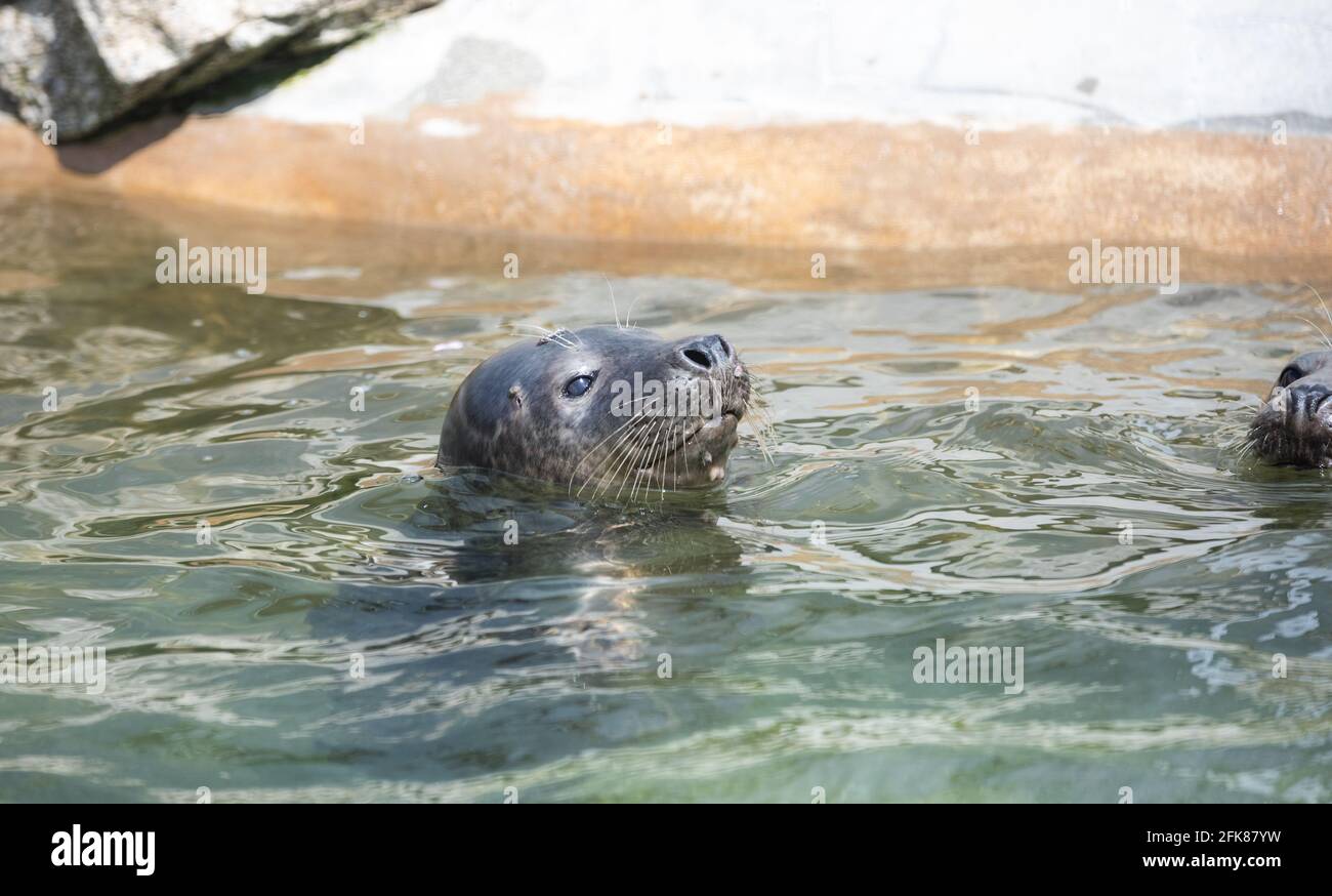 Seals at The Cornish seal Sanctuary in Gweek which has been rescuing