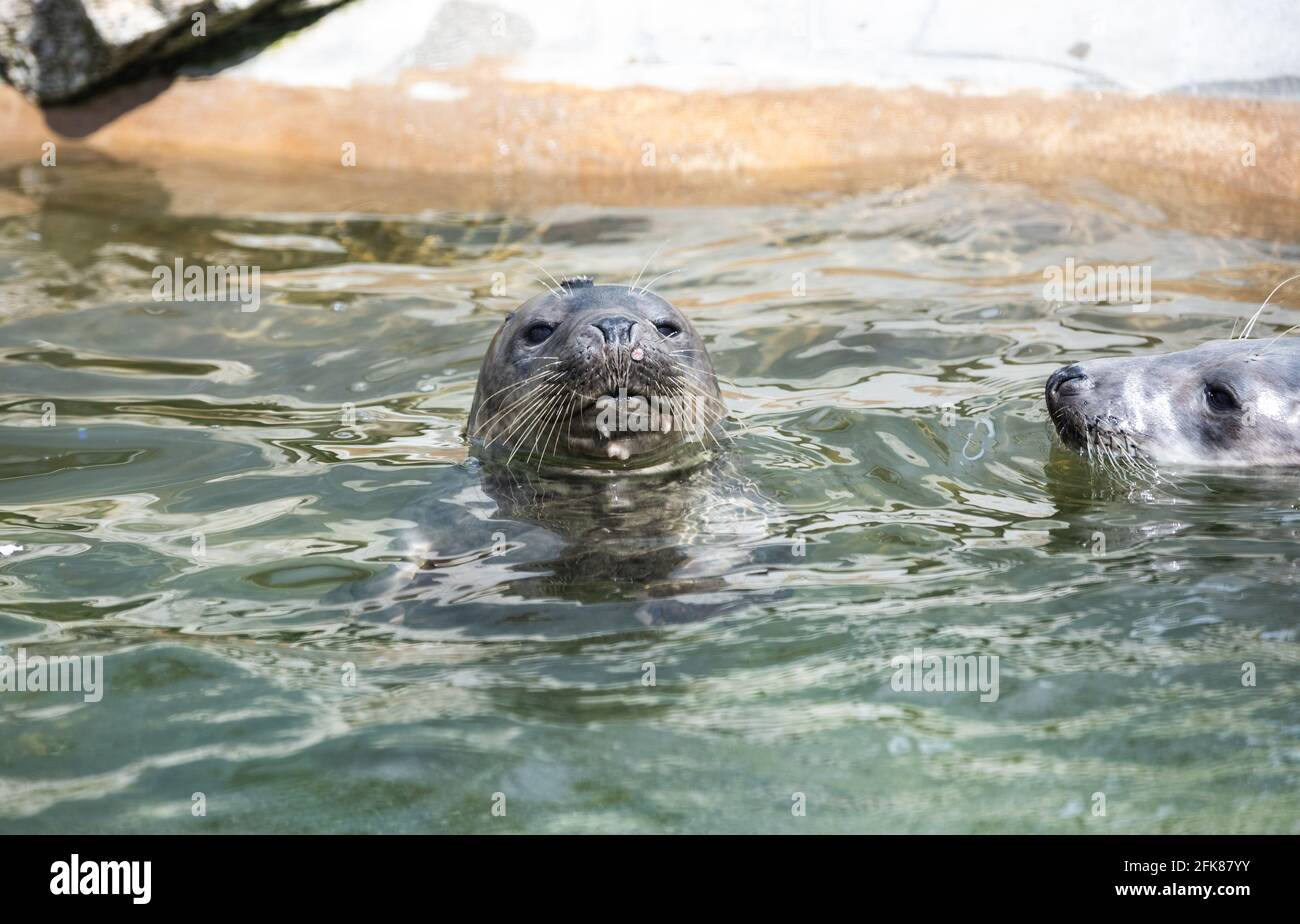 Seals at The Cornish seal Sanctuary in Gweek which has been rescuing ...