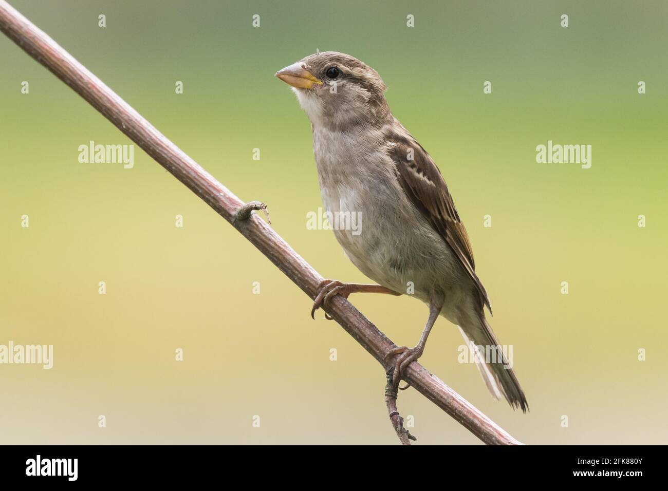 Female house sparrow sits on a branch Stock Photo