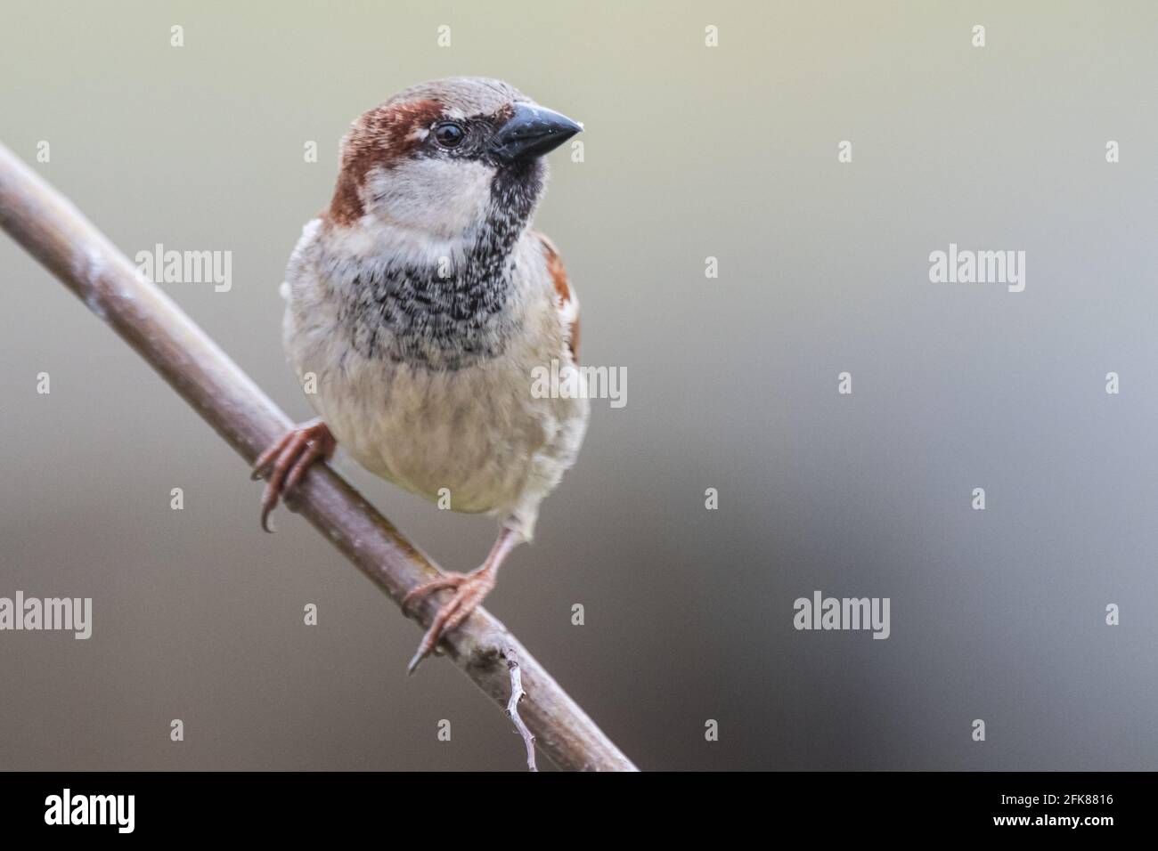 Male house sparrow sits on a branch Stock Photo