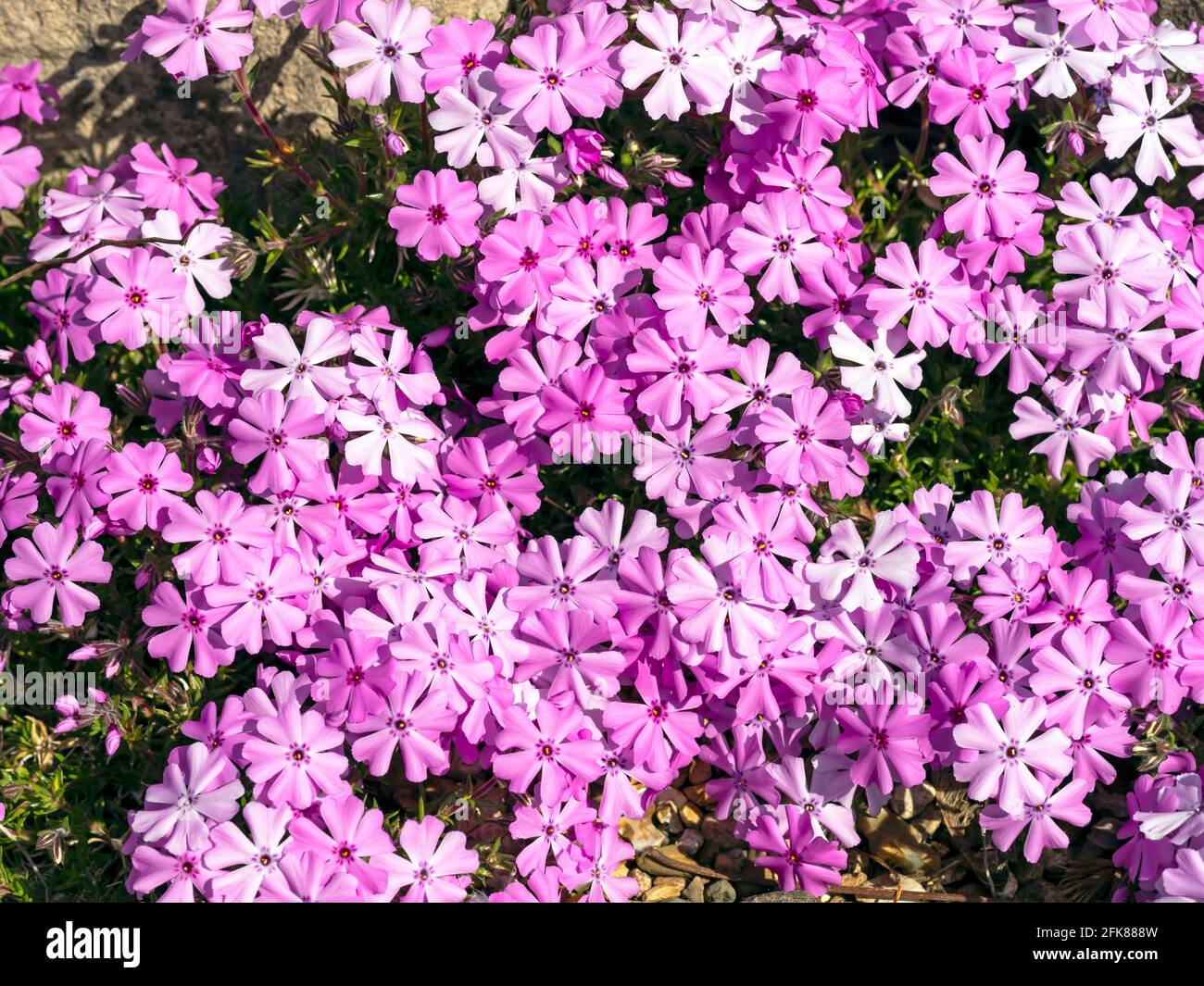 Pink creeping phlox flowerng in a rock garden Stock Photo