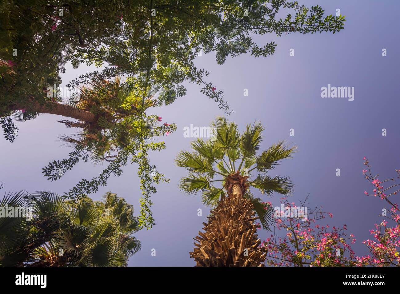 Trees in cairo hires stock photography and images Alamy