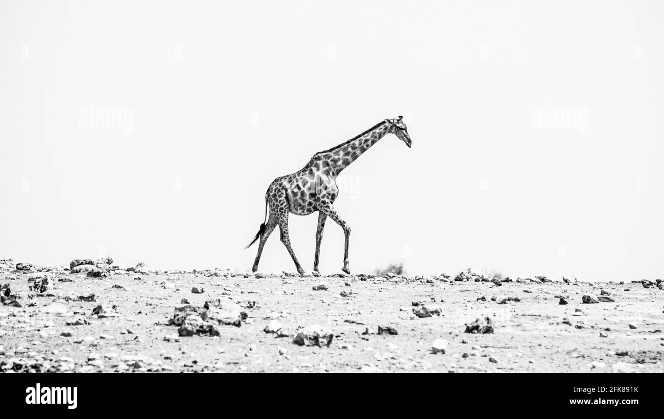 Tired giraffe walks on horizon Stock Photo