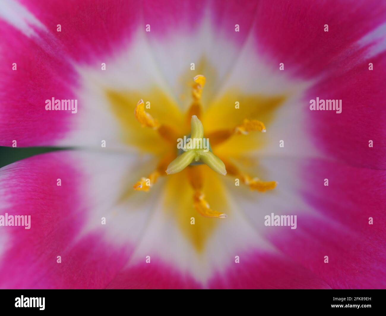 Tulipa 'Ballade'; detail of the pink and white petals and yellow centre of the flower showing the art of nature. Stock Photo