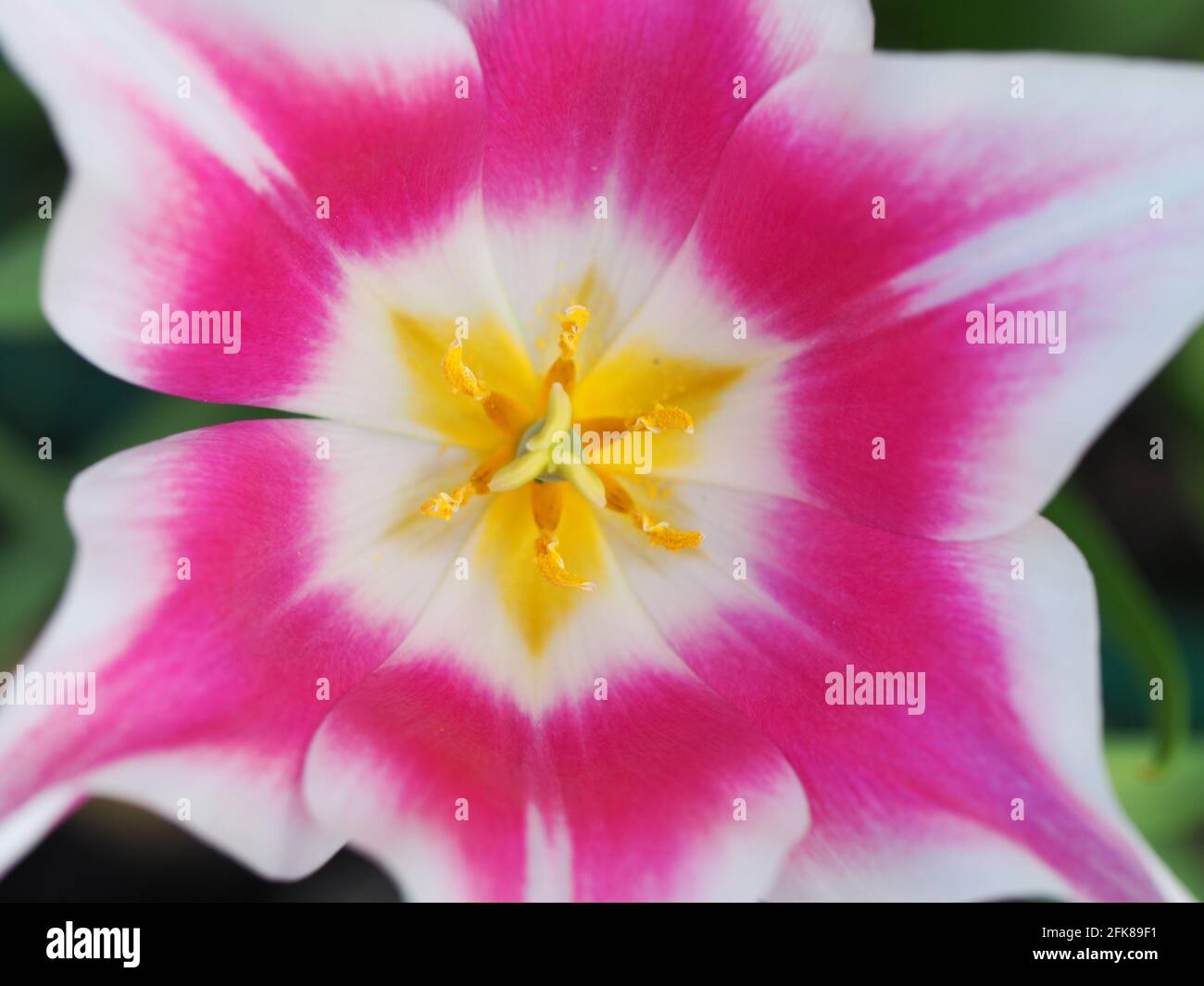 Tulipa 'Ballade'; detail of the pink and white petals and yellow centre of the flower showing the art of nature. Stock Photo