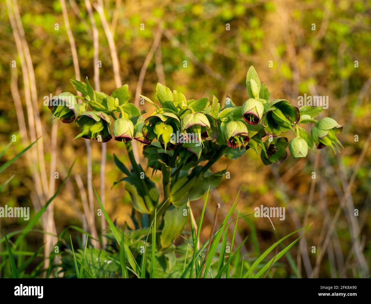 Stinking Hellebore, Helleborus foetidus, wildflower of woodland. Stock Photo