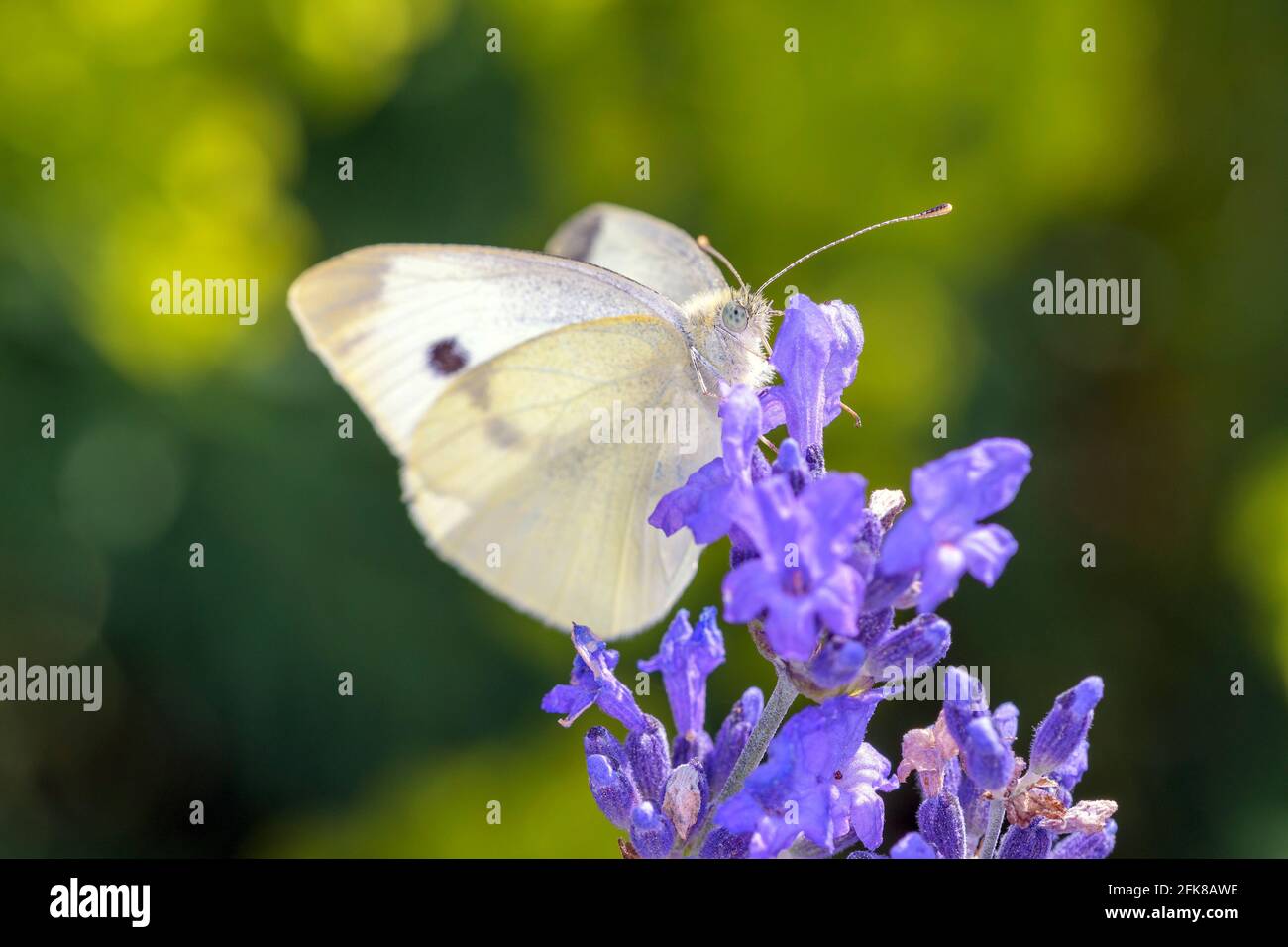 Large White Butterfly (female) - Pieris brassicae - sucks nectar with its trunk from a Salvia farinacea ( mealy sage or mealycup sage ) blossom Stock Photo