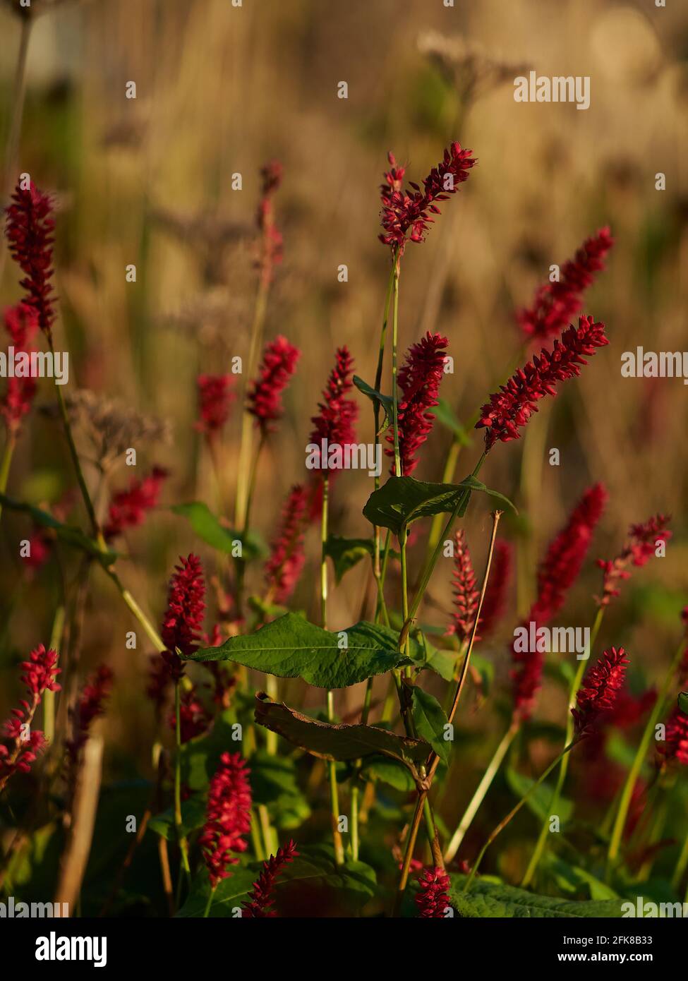An autumnal close-up of small clumps of red flowers on tall stems in shallow focus and in warm, soft, golden light and with a background of grasses. Stock Photo