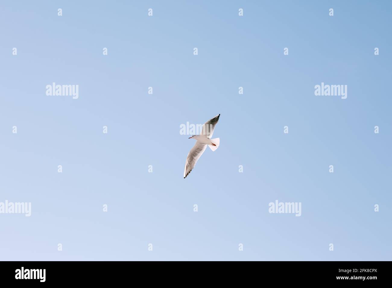 A flying bird in blue clear sky Stock Photo - Alamy