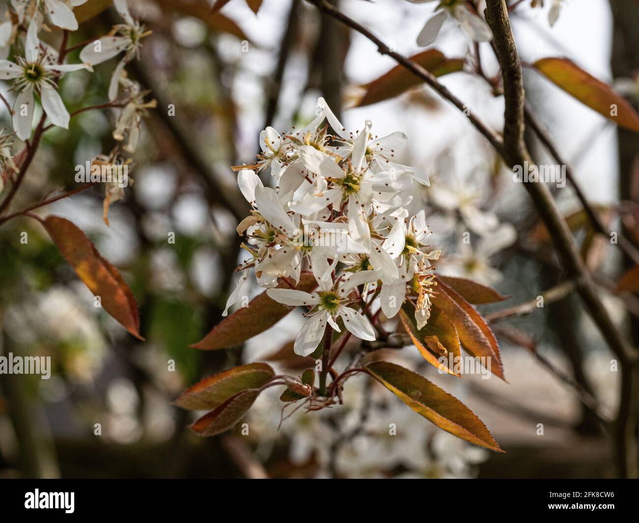 A close up of a single clusted of the starry white flowers of Amelanchier lamarckii Stock Photo