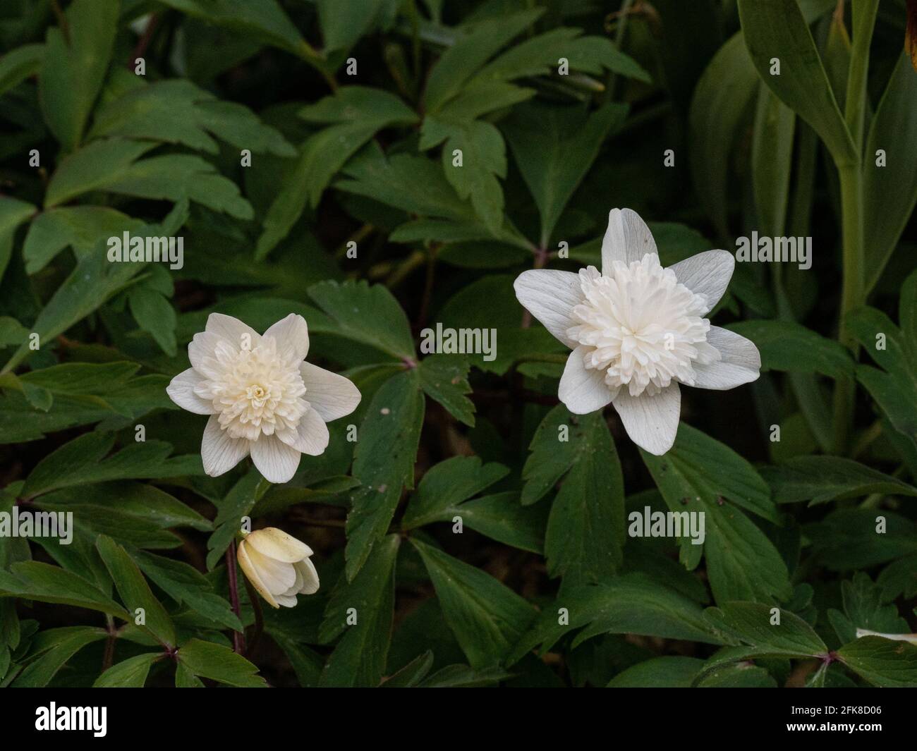 A close up of the double white flowers of the wood anemone Anemone