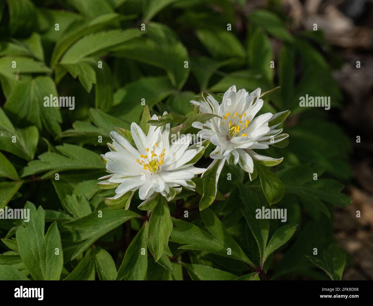A close of 2 semi-double white flecked green flowers of Anemone nemerosa 'Yerda Ramusem Stock Photo